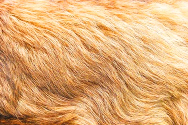 Usually made of mink hair, sea mink hair, fox hair, rex rabbit hair, and other natural animal hairs